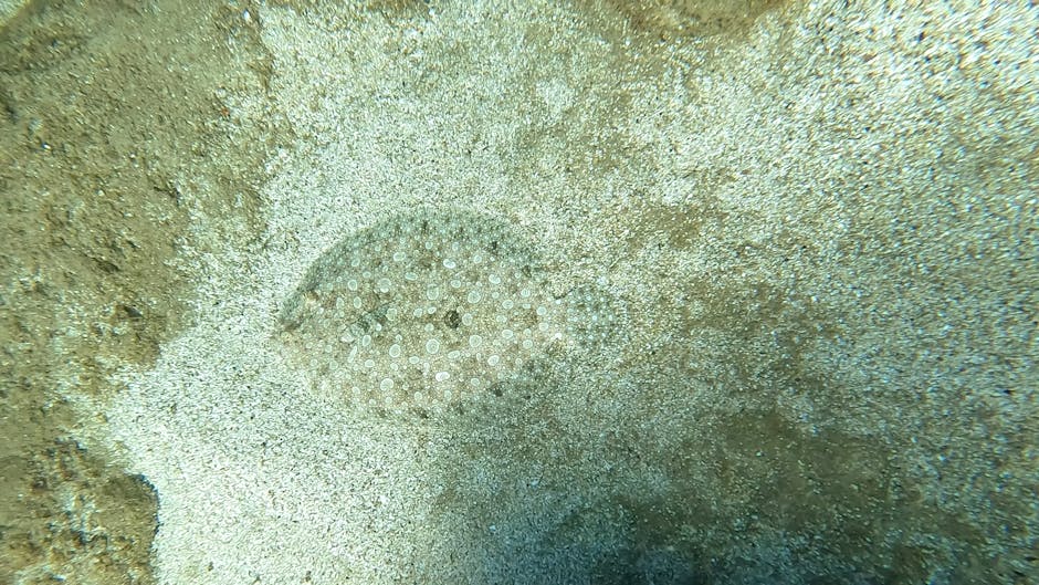 A close-up underwater scene showing a small, round sea creature, likely a jellyfish or sea anemone, with a translucent, semi-glossy body covered in tiny, evenly spaced white spots. The creature is sit