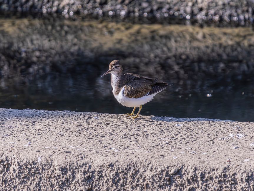 A small bird with a slender, slightly curved beak, perched on a rough-textured, light-colored stone surface near the water's edge. The bird has a mix of brown, gray, and white feathers, with darker ma