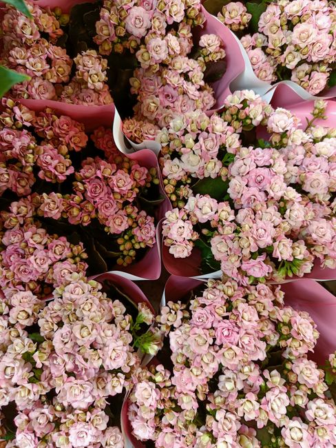 A close-up view of multiple bouquets of fresh pink hydrangeas with delicate, rounded cluster flowers and green stems, arranged in pink and white wrapping paper. The hydrangeas have soft, pastel pink p
