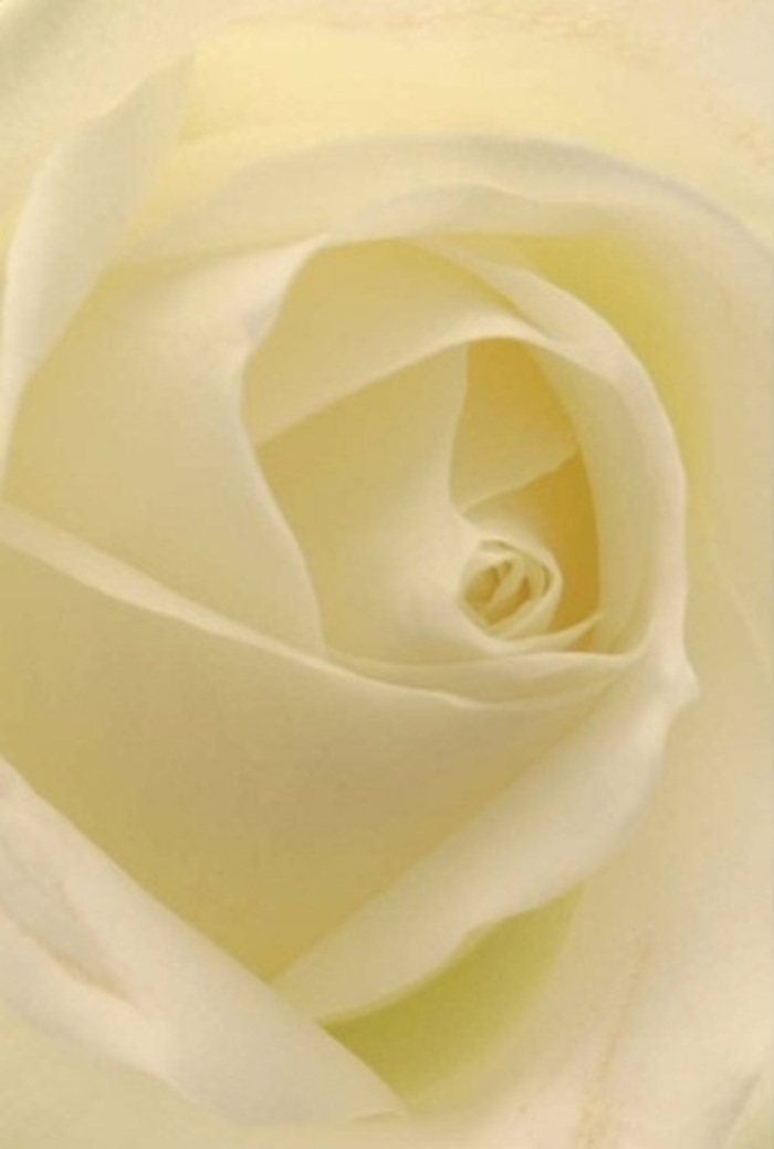 Seen from the intimate perspective of a Totteridge florist's hands, this elegant white rose draws the eye with its harmonious layering of creamy, supple petals spiraling towards a flawless heart. The interplay of soft white, candlelit ivory, and delicate pale lemon hues evokes the refined tranquility found along the shaded avenues and green stretches of Totteridge Lane. The lighting is diffuse, as though the bloom itself is gently illuminated from within, highlighting each petal's silky texture and quietly hinting at the promise of spring. There is a subtle radiance here-a quiet resilience that makes the rose a fitting choice for occasions of significance, from graceful weddings in North London's heritage venues to heartfelt tokens of remorse or admiration. The nearly see-through edges of the outer petals recall the delicate mists of early mornings at Folly Brook, evoking both fragility and deft intention. The fragrance is unhurried and pure, lingering in the air as a testament to the skilled artistry and heartfelt understanding of Totteridge's finest florists. This composition speaks to the gentle strength and enduring purity found within both the community and each exquisite floral creation.